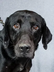Gus