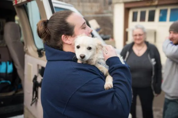 New dog intake, adoptable dogs from Safe Hands