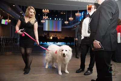 white dog at Fur Ball Gala