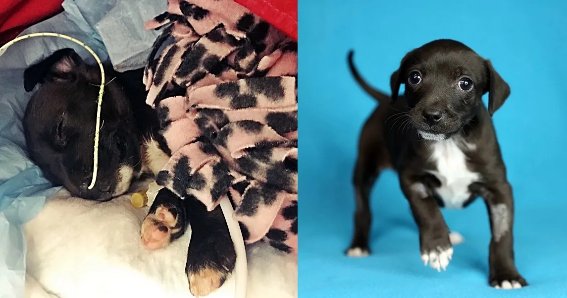 Athena before & after