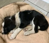 puppy lying in dog bed