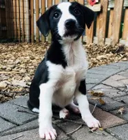 cute puppy sitting outside