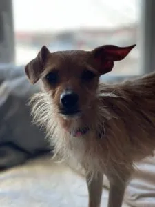 Tucker and Amani Sponsored by Suzanne Steman 