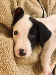 Baxter Sponsored by Emma Reeder