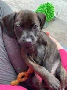 Greer, Gio, Gidget and Georgia Sponsored by Gaylene Camacho