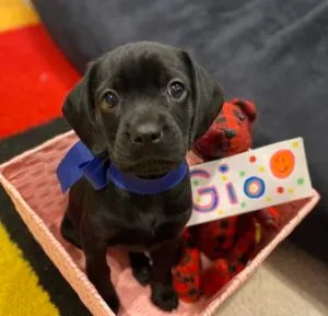 Greer, Gio, Gidget and Georgia Sponsored by Gaylene Camacho