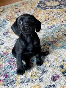 Greer, Gio, Gidget and Georgia Sponsored by Gaylene Camacho