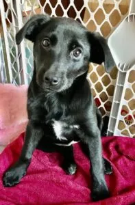 Molly and Murray Sponsored by LeeAnn Belski 