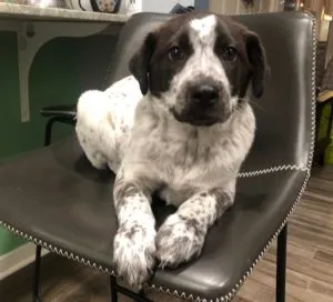 Molly and Murray Sponsored by LeeAnn Belski 