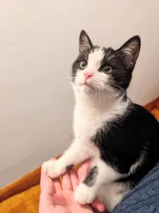 Oak Leigh Sponsored by Stephanie Freudenthal