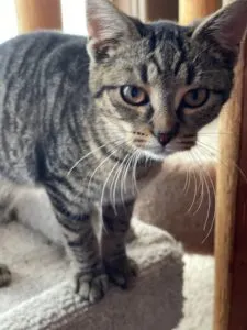 Opal Sponsored by Veronica Katz