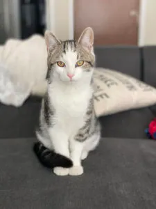 Oscar Sponsored by Jean Beth