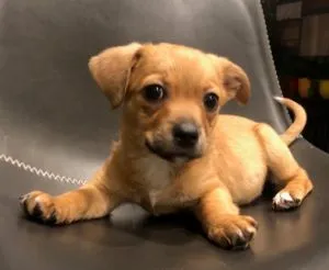 Pax and Pixel Sponsored by Jeanette Johnson