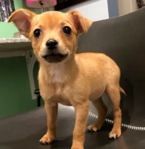 Pax and Pixel Sponsored by Jeanette Johnson