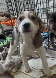 Radley, Rayna and Rudy Sponsored by Anne Tressler 