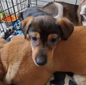 Radley, Rayna and Rudy Sponsored by Anne Tressler 