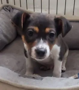 Radley, Rayna and Rudy Sponsored by Anne Tressler 