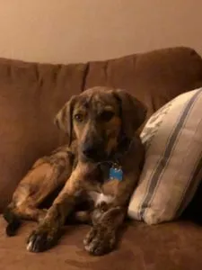 Shiloh Sponsored by Elizabeth Lipp