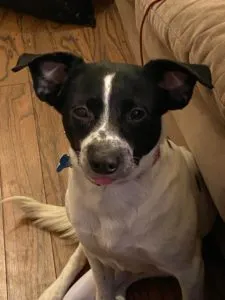 Sophie	Sponsored by Jean Nordgren 