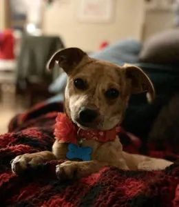 Suki	Sponsored by Jacquelyn Sandquis