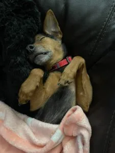 Tucker and Amani	Sponsored by Suzanne Steman 