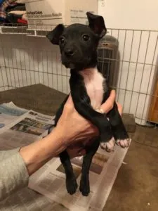 Alexander Sponsored by Megan Marie Bradford, Kelly Lazauskas, Nancy Miller