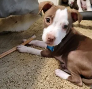 Alicia Sponsored by Kathryn Wirth, Jill McRae-Cook, Nancy Miller