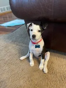 Ami Sponsored by Jean Menard, Kathyanne Norman, Barb Miers