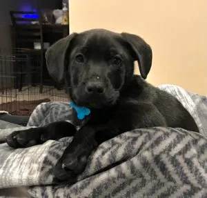 Beau Sponsored by  (Anonymous), LaVern Halling