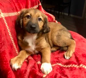 Clara Sponsored by Kim Engman & Kristen Wolfe