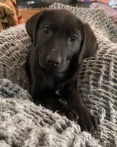 Dakota Sponsored by Rachel Fohrman, (Anonymous)