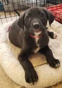 Dallas Sponsored by Jean Beth, Brenda Eccleston, Bacchus Westo