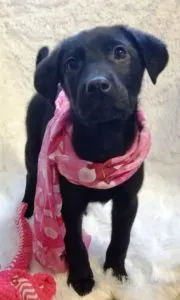 Daphne Sponsored by Brenda Eccleston, Nora Garrity, Bacchus Westo