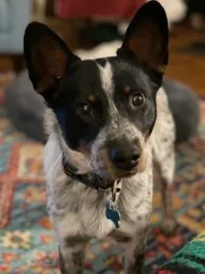 Deacon Sponsored by Michelle Stork, Sarah Mohs  