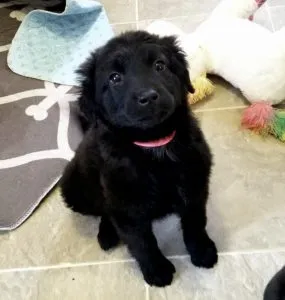 Dessa Sponsored by Lauren Mihajlov