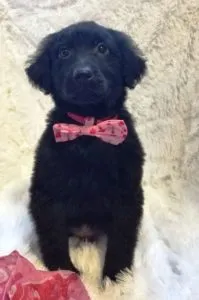 Dublin Sponsored by Jill R Clark, Kaycie Traeger