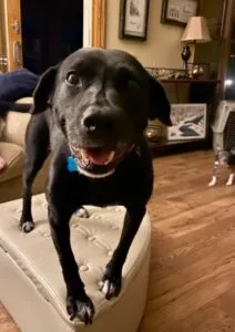 Jolene Sponsored by Susan Hundt, Meghan Ackmann 