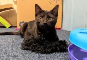 Tabitha Sponsored by Diane Jordan