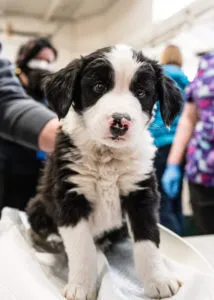 Vincent Sponsored by (Anonymous), Emilia Zellmer & Amy Keegan 