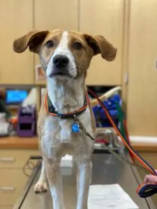 Barney	Sponsored by Ashley Dress 