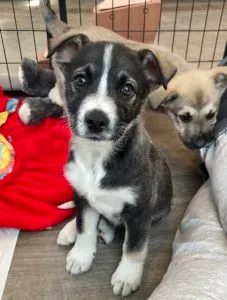 Janie	Sponsored by Stephanie Freudenthal 