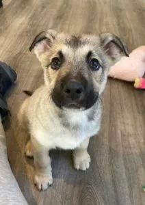 Johnny	Sponsored by Tanya Plonske Seneff 