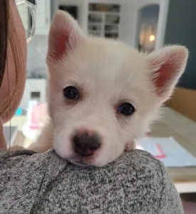 Polar Bear	Sponsored by Jayne Haske	