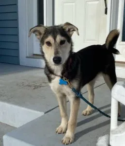 Roxie	Sponsored by Michele and Travis Henley