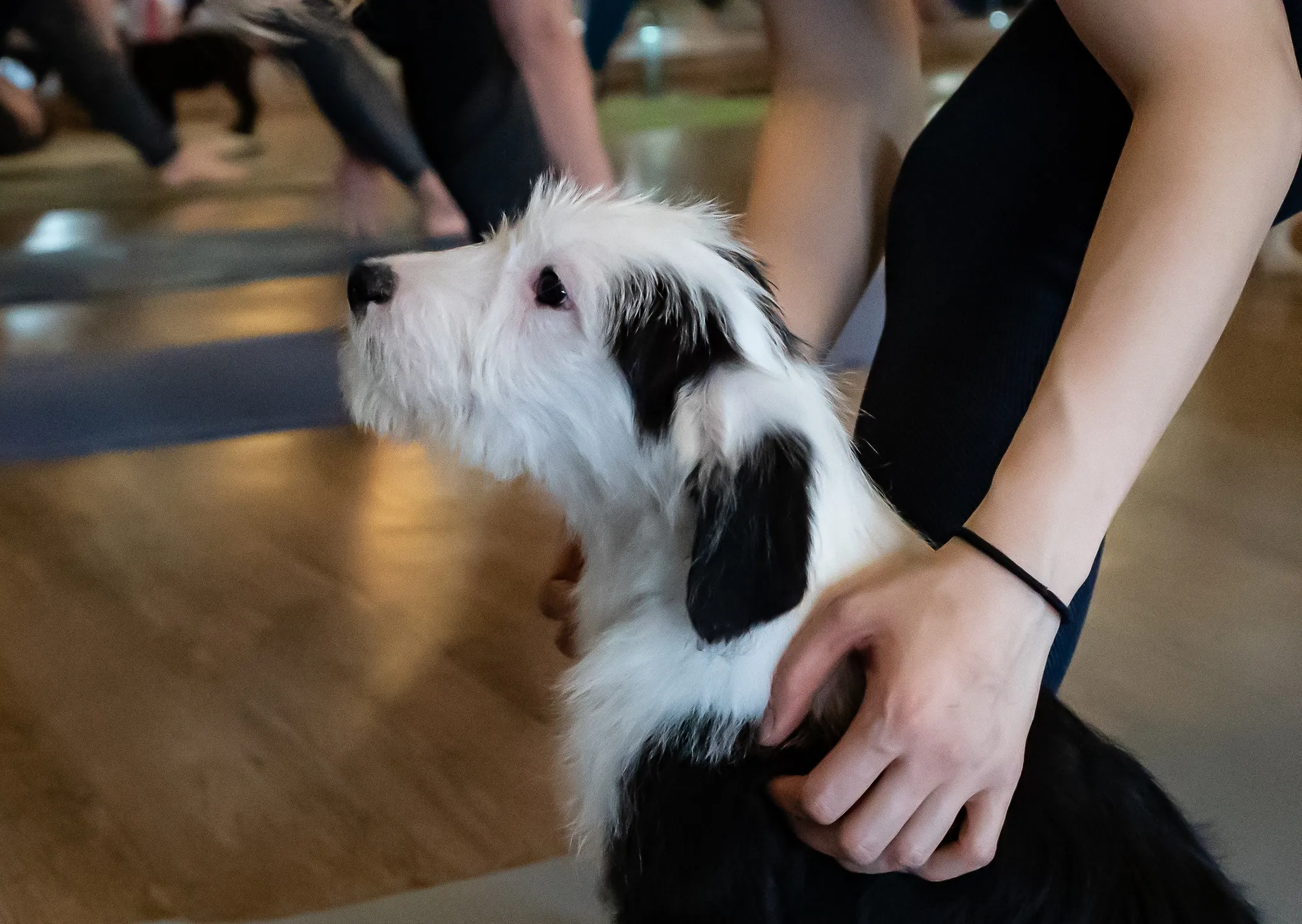 Puppy Yoga