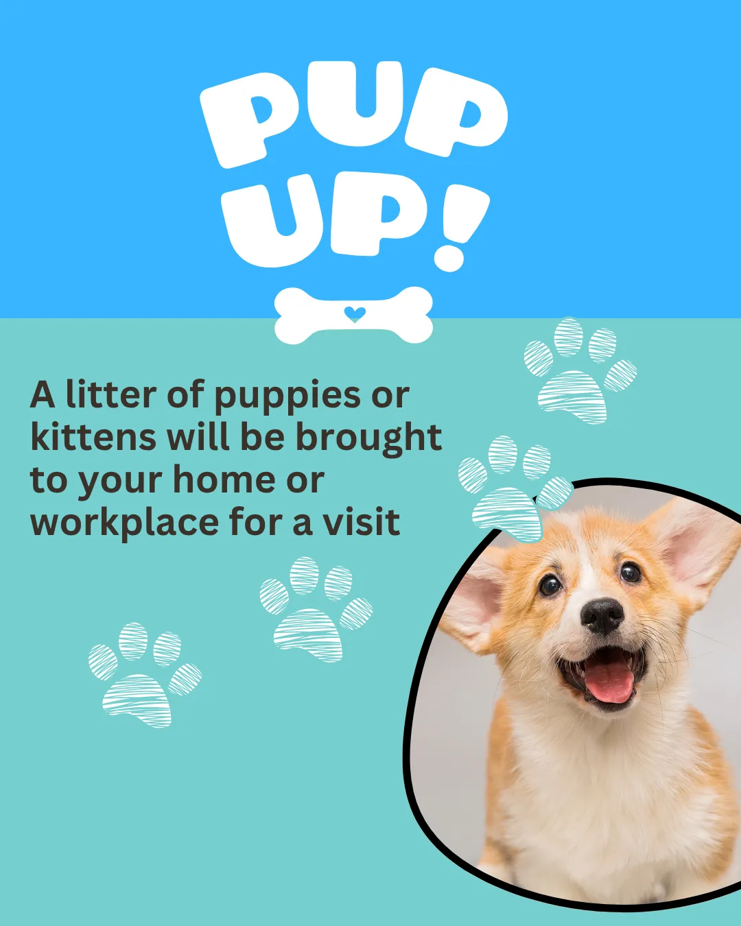 Pup Up! Pup Up!
